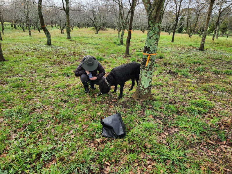 Misty Earth Truffles